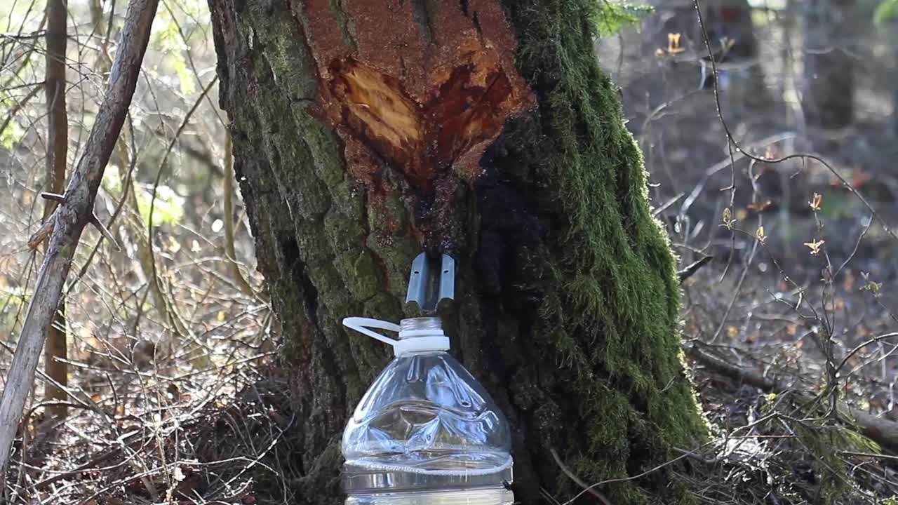 白桦树汁滴在一个塑料瓶里，白桦树覆盖着苔藓，一只苍蝇爬在白桦树上视频下载
