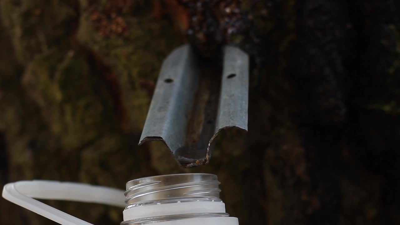桦树汁滴进塑料瓶，特写视频下载
