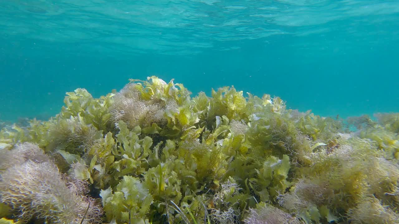 浅水区覆盖着藻类，以蓝色的水面为背景。褐藻(马尾藻sp.)、大叶藻(褐藻)和红藻(红藻)视频素材