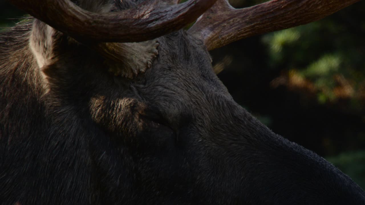 驼鹿的头，阿拉斯加。视频下载