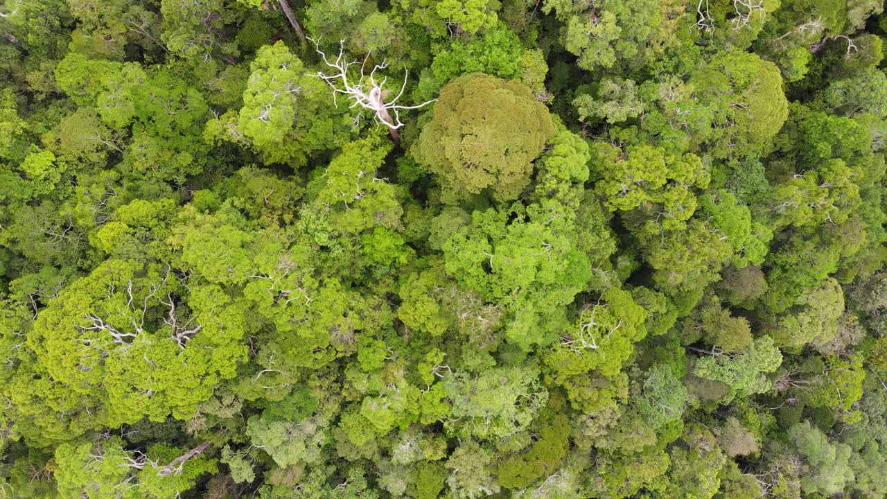 在沙巴州婆罗洲的热带树视频素材