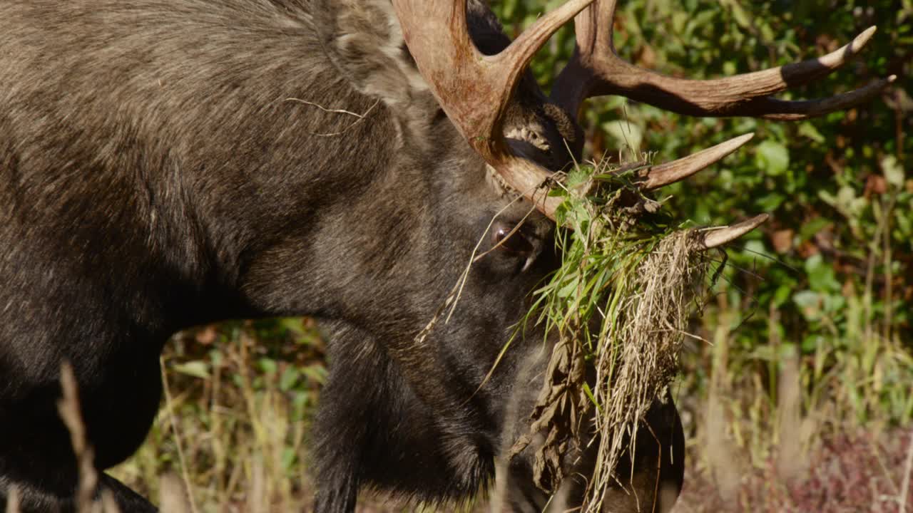 阿拉斯加，鹿角上有植被的驼鹿。视频下载