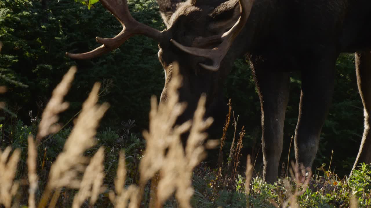 阿拉斯加，鹿角分叉的驼鹿。视频下载