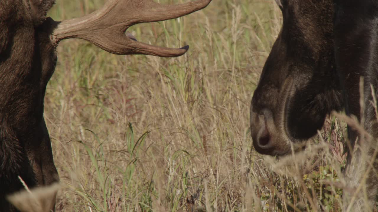 阿拉斯加，公驼鹿有鹿角。视频下载