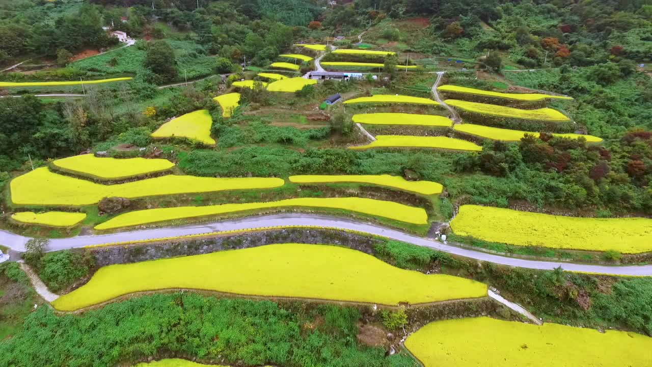 韩国智异山小路上金色田野的秋景视频素材