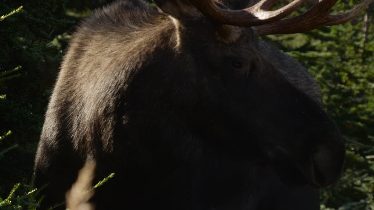 驼鹿头环顾四周，阿拉斯加。视频下载