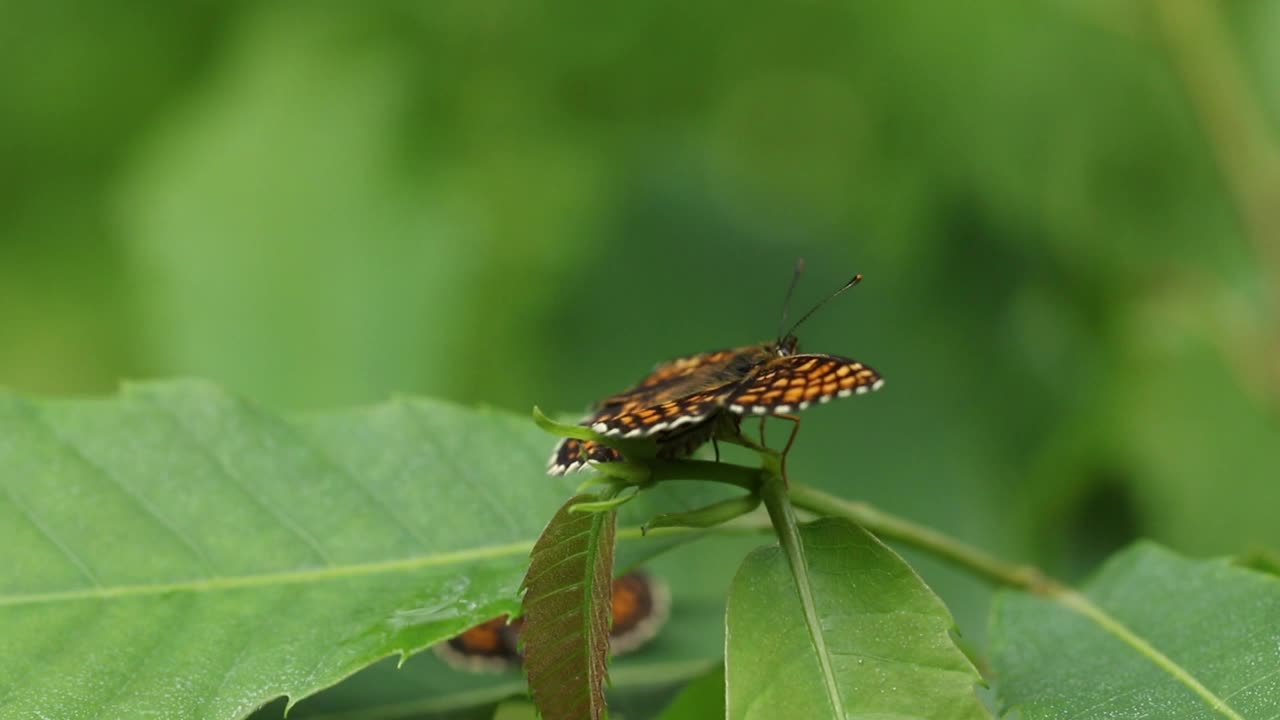 一种罕见的石南贝母蝴蝶，在森林空地上的甜栗树叶子上移动。视频下载