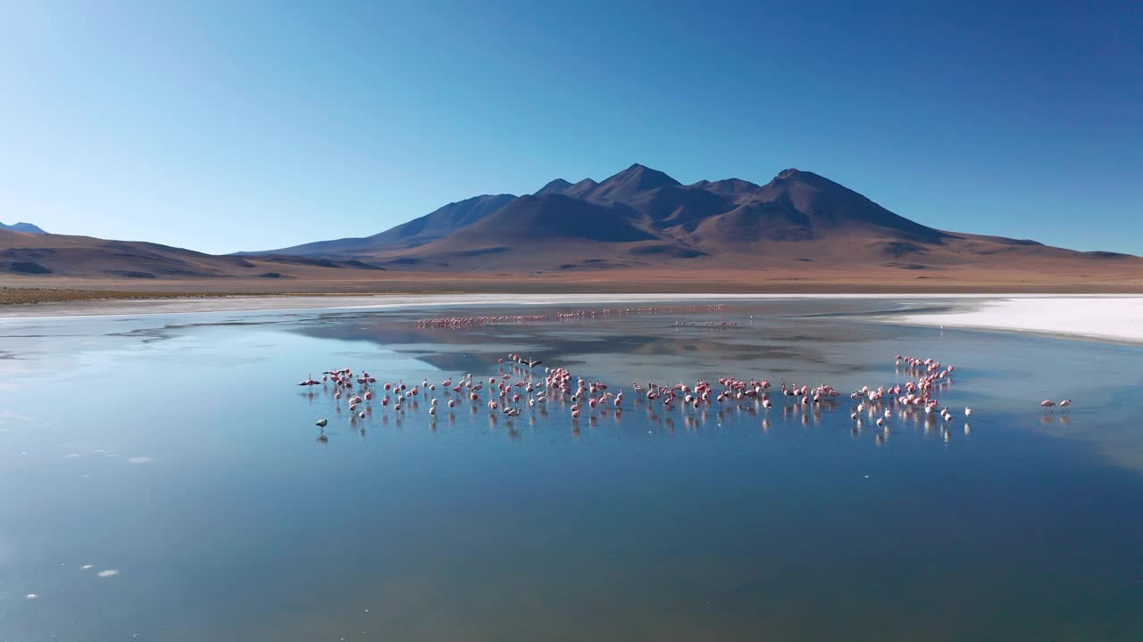 鸟瞰图的拉古纳德卡纳帕与火烈鸟，玻利维亚，高原视频下载
