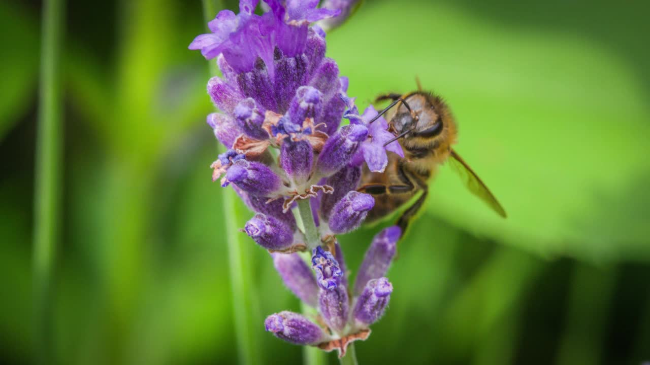 蜜蜂在花上采集花粉视频下载