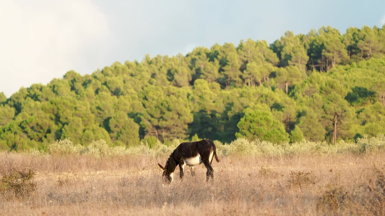驴子在田野里吃草视频素材