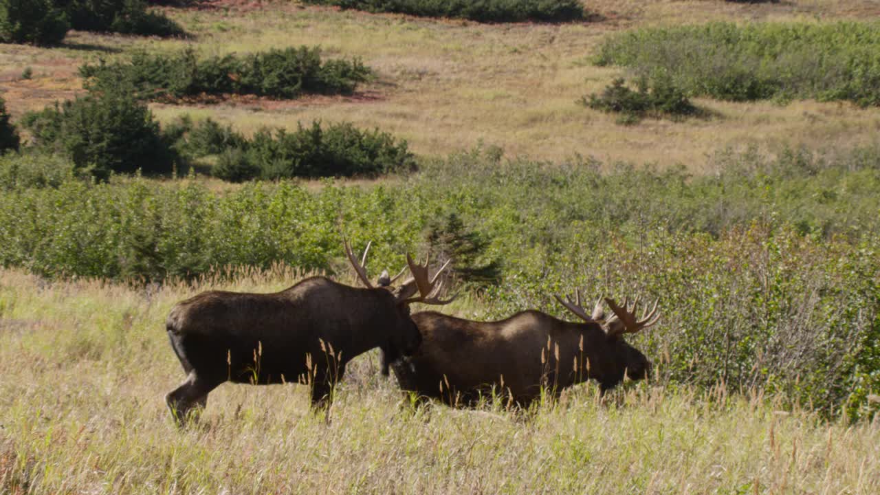 阿拉斯加，驼鹿站在草地上。视频下载