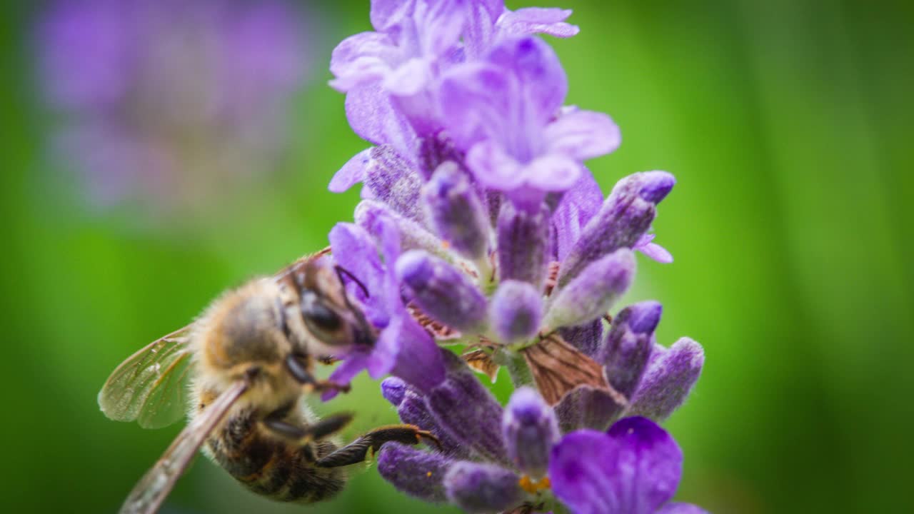 蜜蜂在薰衣草花上采集花蜜和传播花粉视频下载