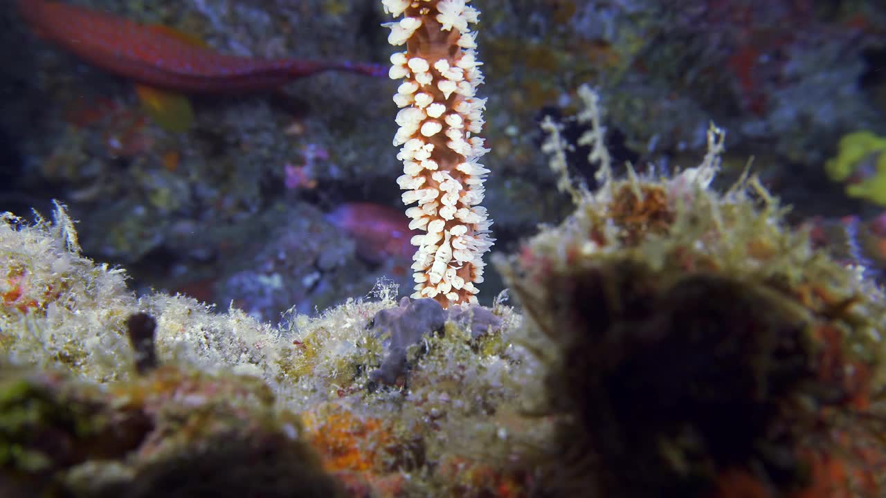 海洋中珊瑚的特写镜头视频素材
