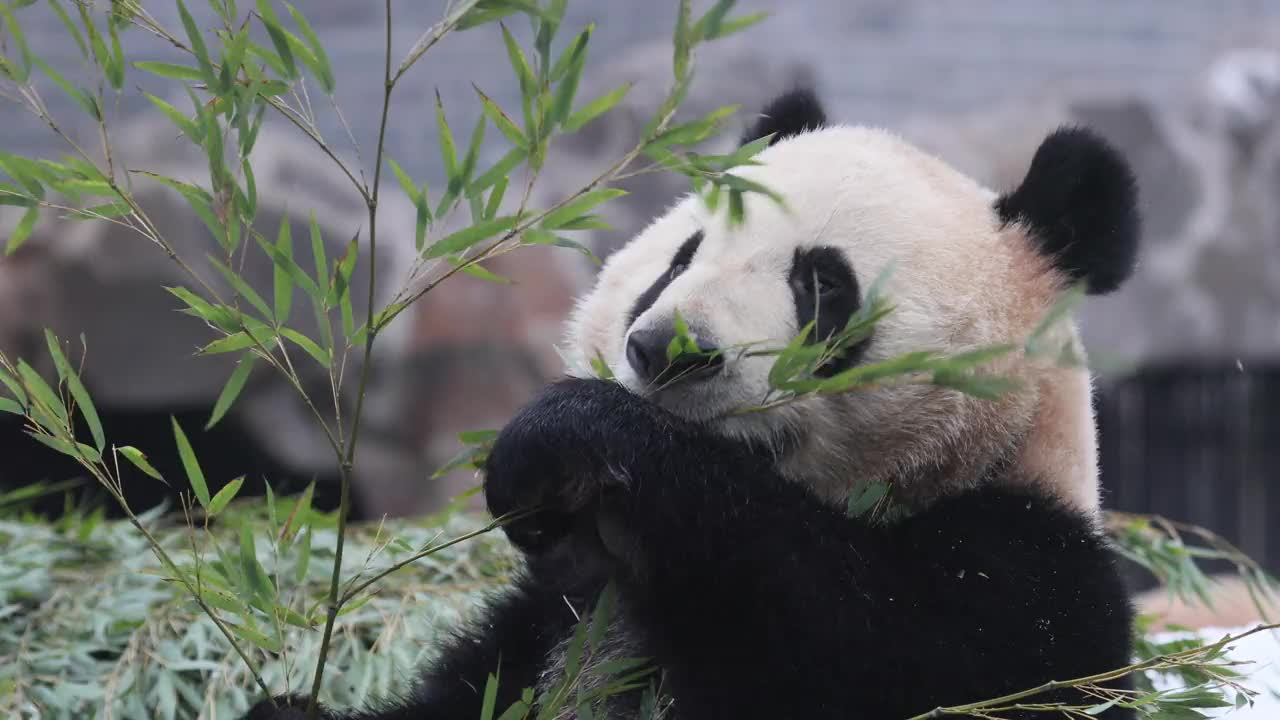 一只大熊猫在冬天吃竹子周围下雪。视频购买