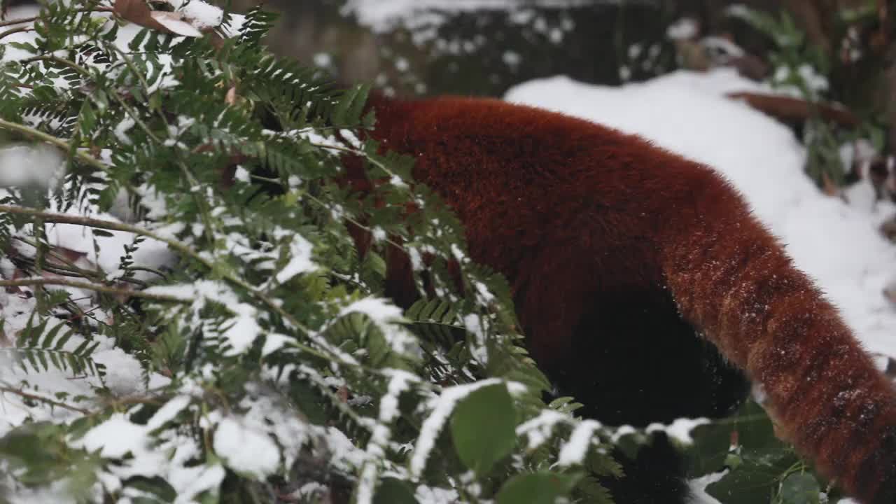 跟随小熊猫(Ailurus fulgens)在冬天的雪地里散步。视频下载