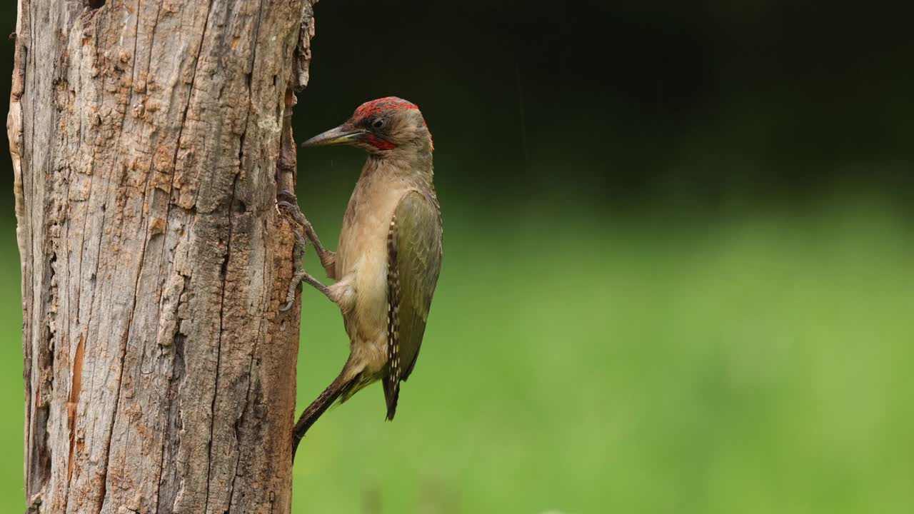 绿色啄木鸟正在树上吃蚂蚁视频下载
