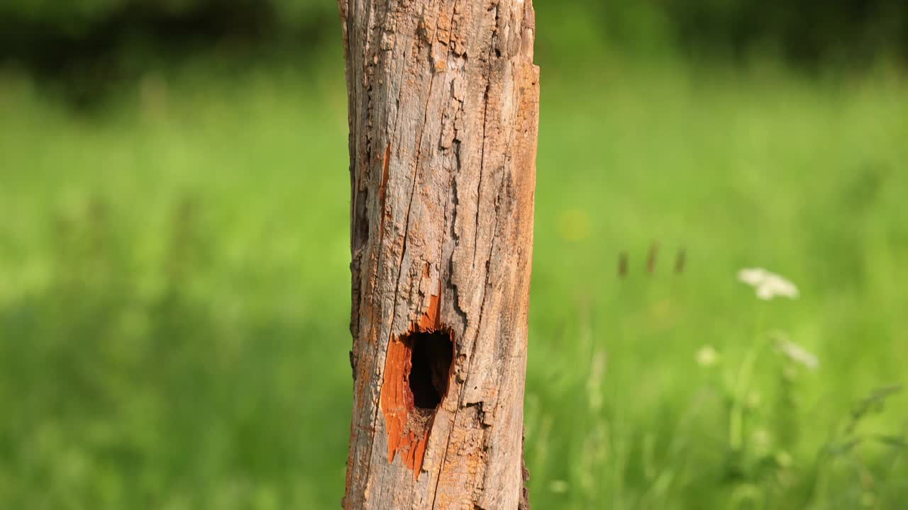 雌性黑啄木鸟正在树上吃蚂蚁视频素材