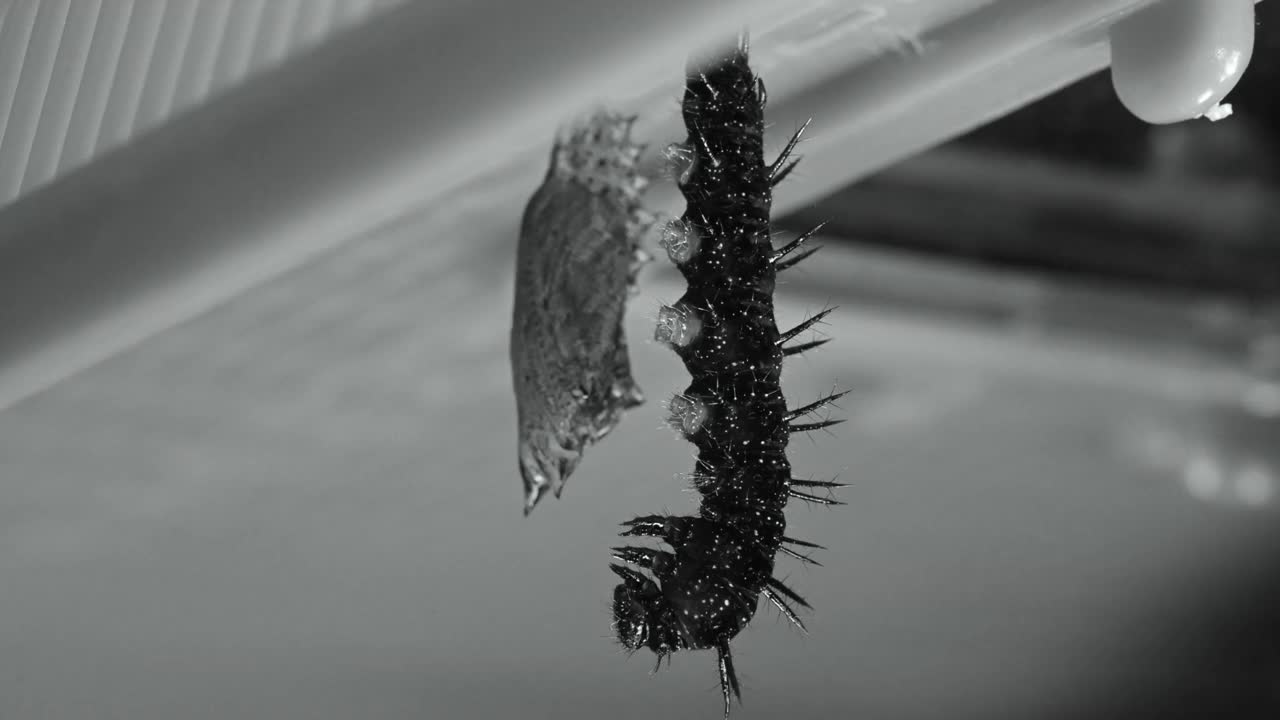 黑白视频蛹从孔雀毛虫出来视频素材
