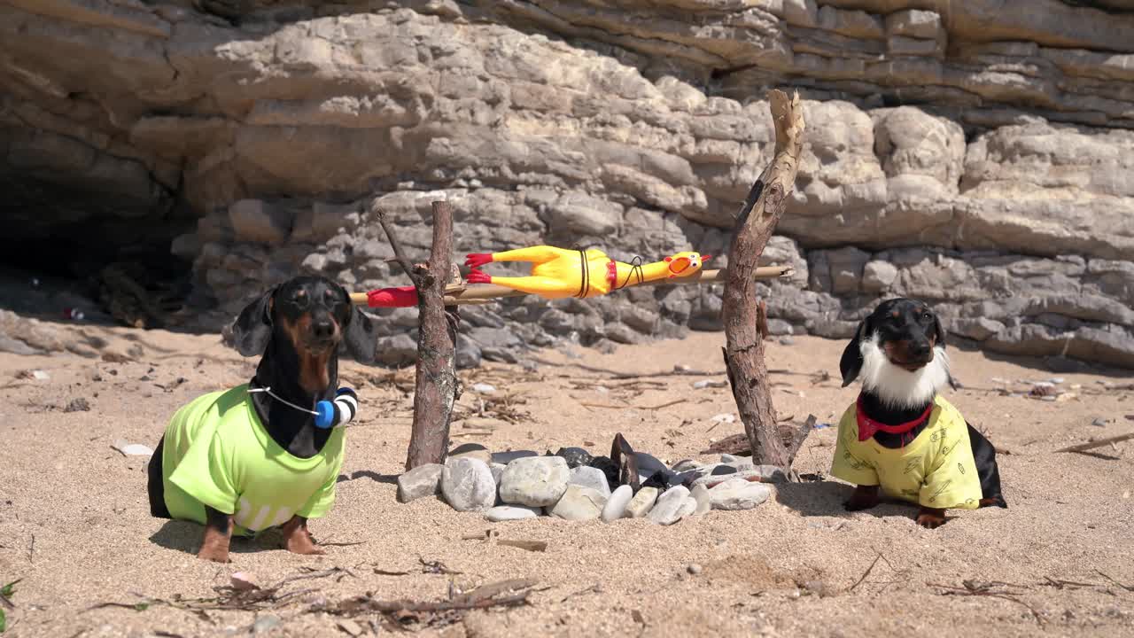 两只有趣的腊肠犬扮演的是难以到达的岛屿上的野生土著人，他们坐在沙滩上，在篝火上烤玩具橡胶鸡，拴在木头上，正面视频下载