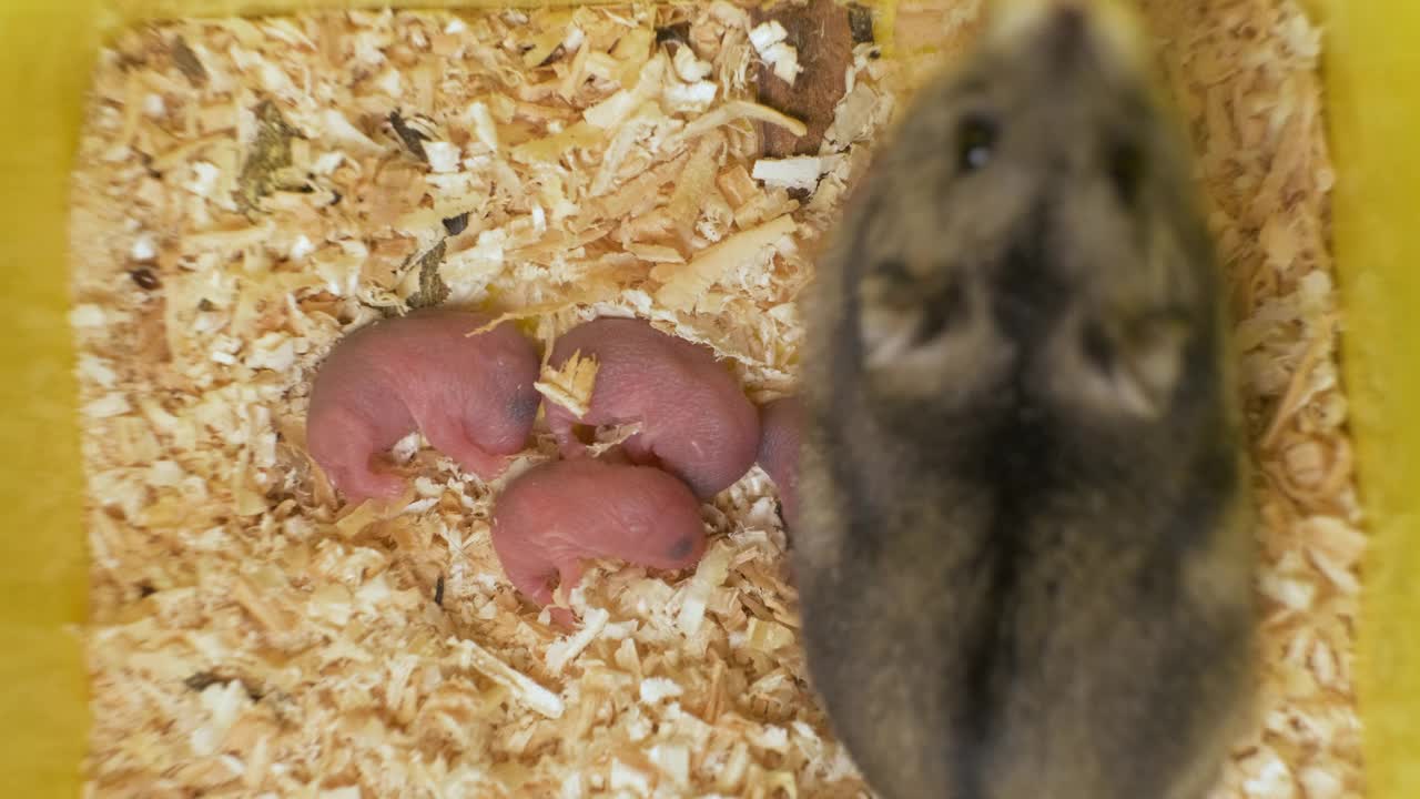小盲新生老鼠躺在宠物窝的木屑上的特写。视频素材