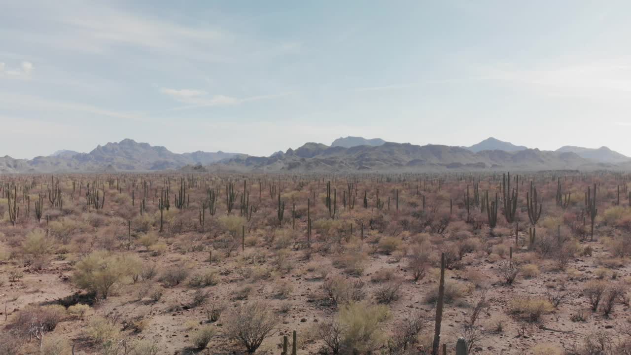 沙漠仙人掌无人机与山脉视频下载