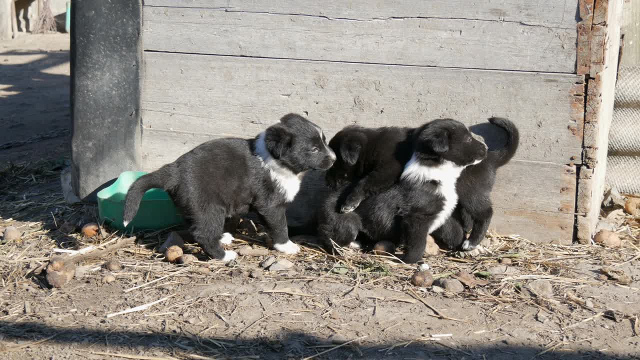 三只可爱的小黑狗和有趣的白色在院子里坐着视频下载