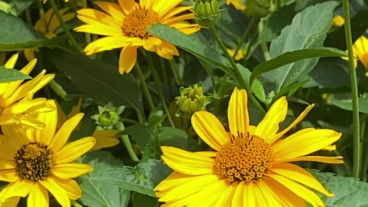 蜜蜂给一片假向日葵授粉视频下载
