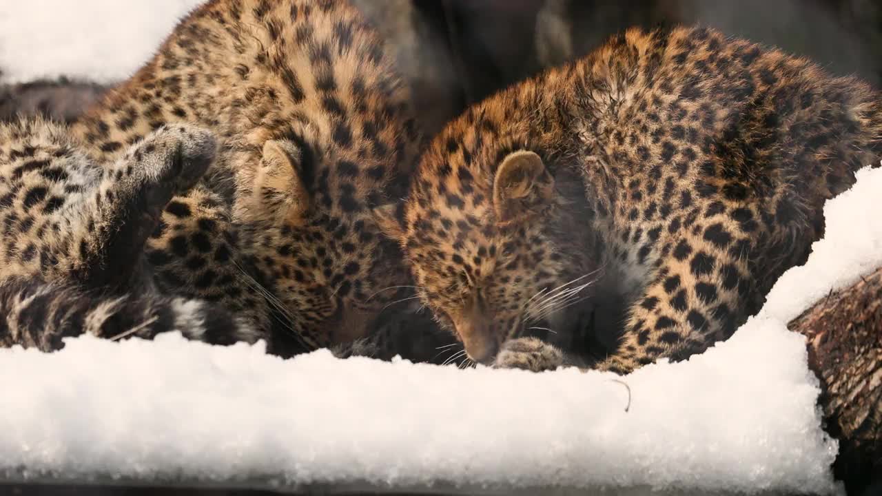 两只小豹(Panthera pardus)舔着皮毛在一起玩耍。视频素材