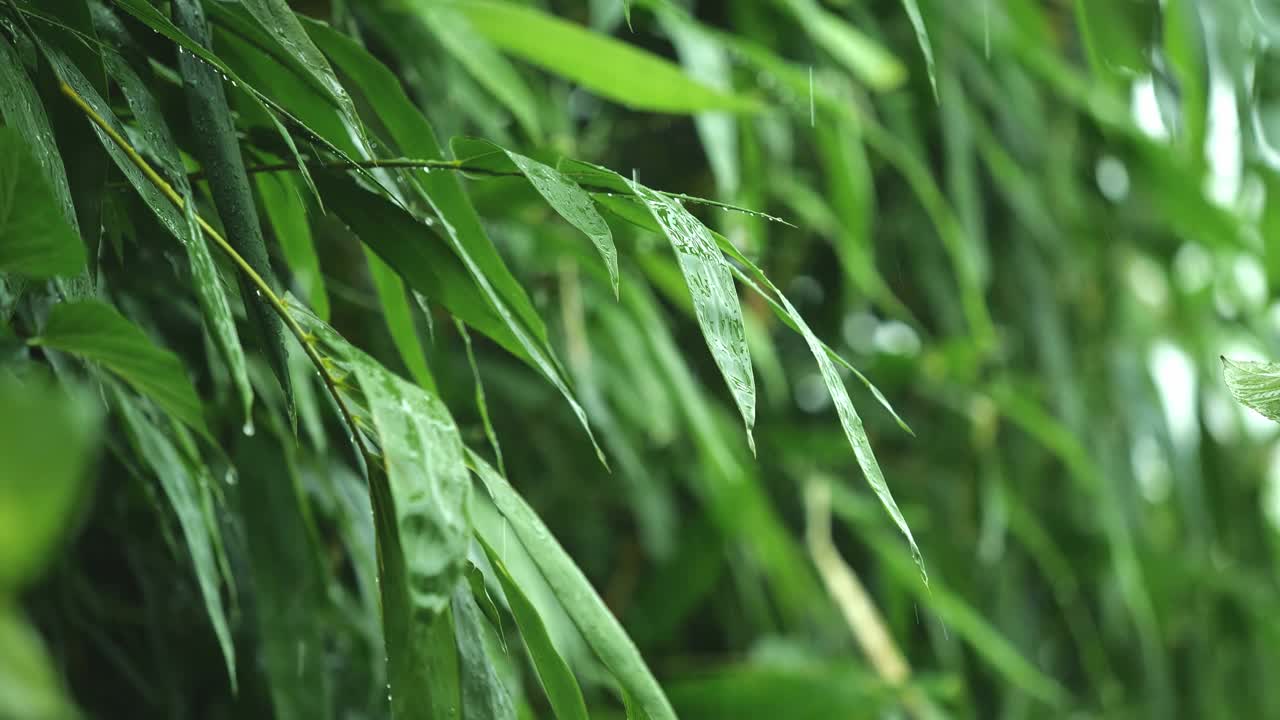 在热带雨季，雨水从绿色的竹叶上滴下来视频素材