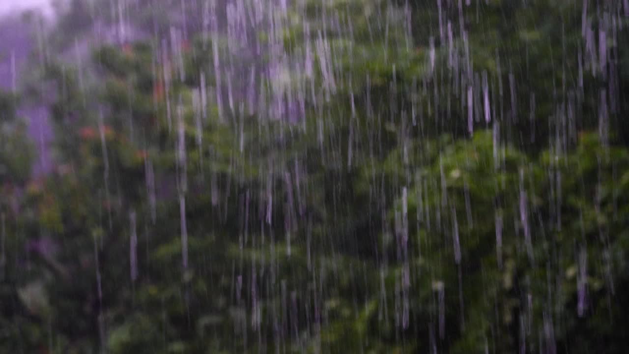 苹果树在大雨下，狂风暴雨中在花园里视频素材