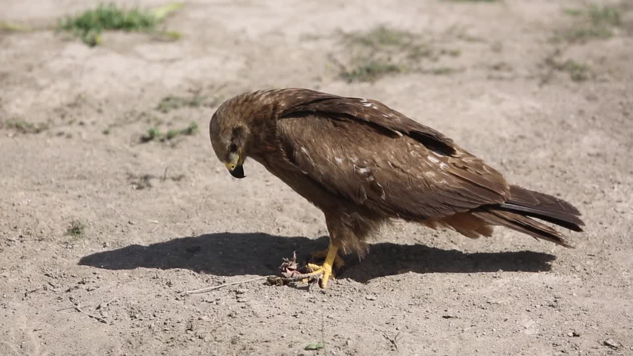 黑鸢(Milvus migrans)觅食视频下载