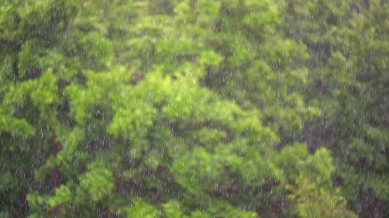 清新的夏雨，树木为背景，选择性聚焦，慢镜头。视频下载