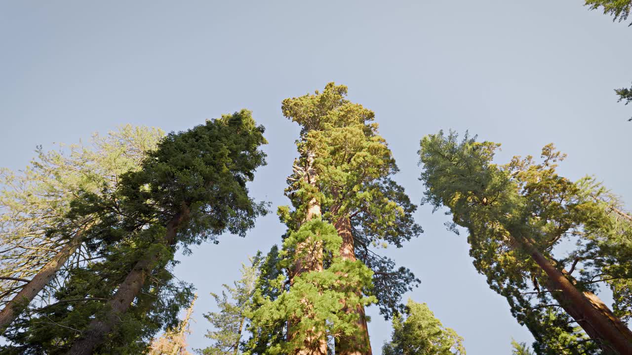 国王峡谷国家公园的巨型红杉视频素材