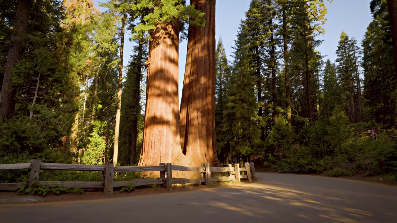 国王峡谷国家公园的巨型红杉视频素材