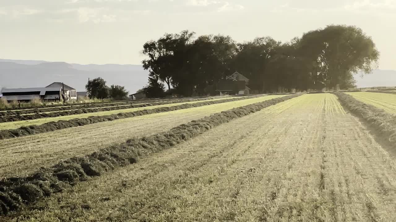 刚割下的干草在田野里，夕阳在田野上洒下金色的光芒视频下载