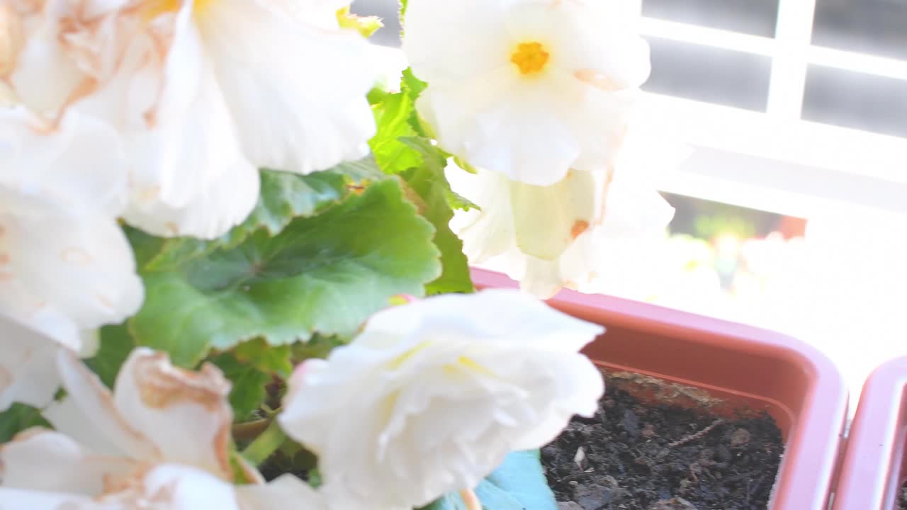 近景红白秋海棠花。4 k的片段视频素材