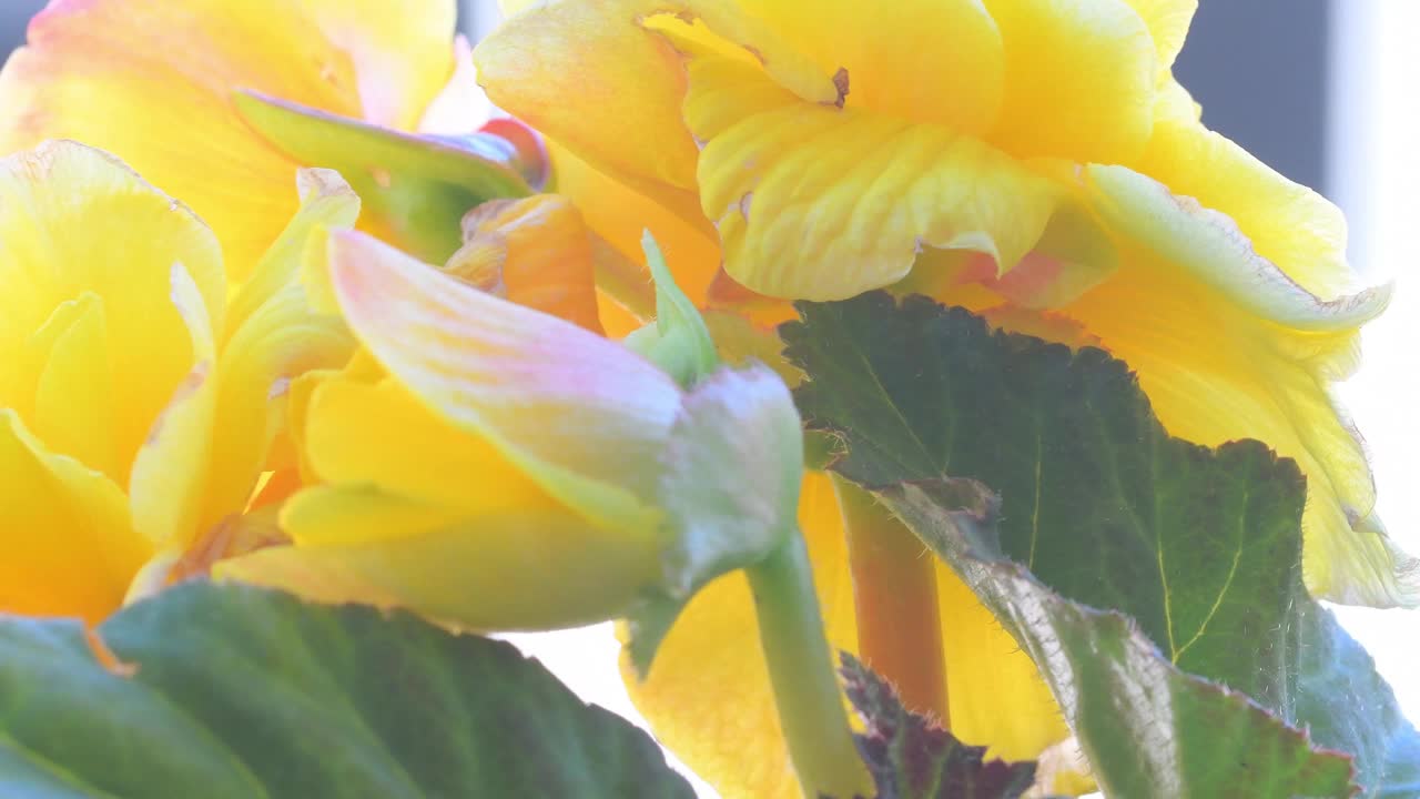 近景黄色秋海棠花。4 k的片段视频素材