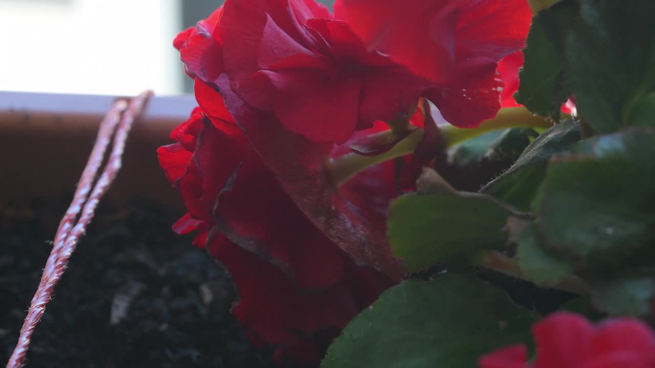 近景红色秋海棠花。4 k的片段视频素材