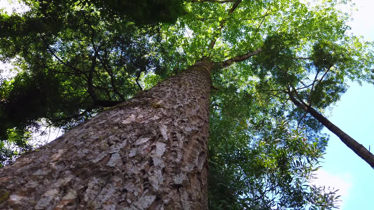 森林里的一棵大松树。大树旋转。低角度的观点视频素材