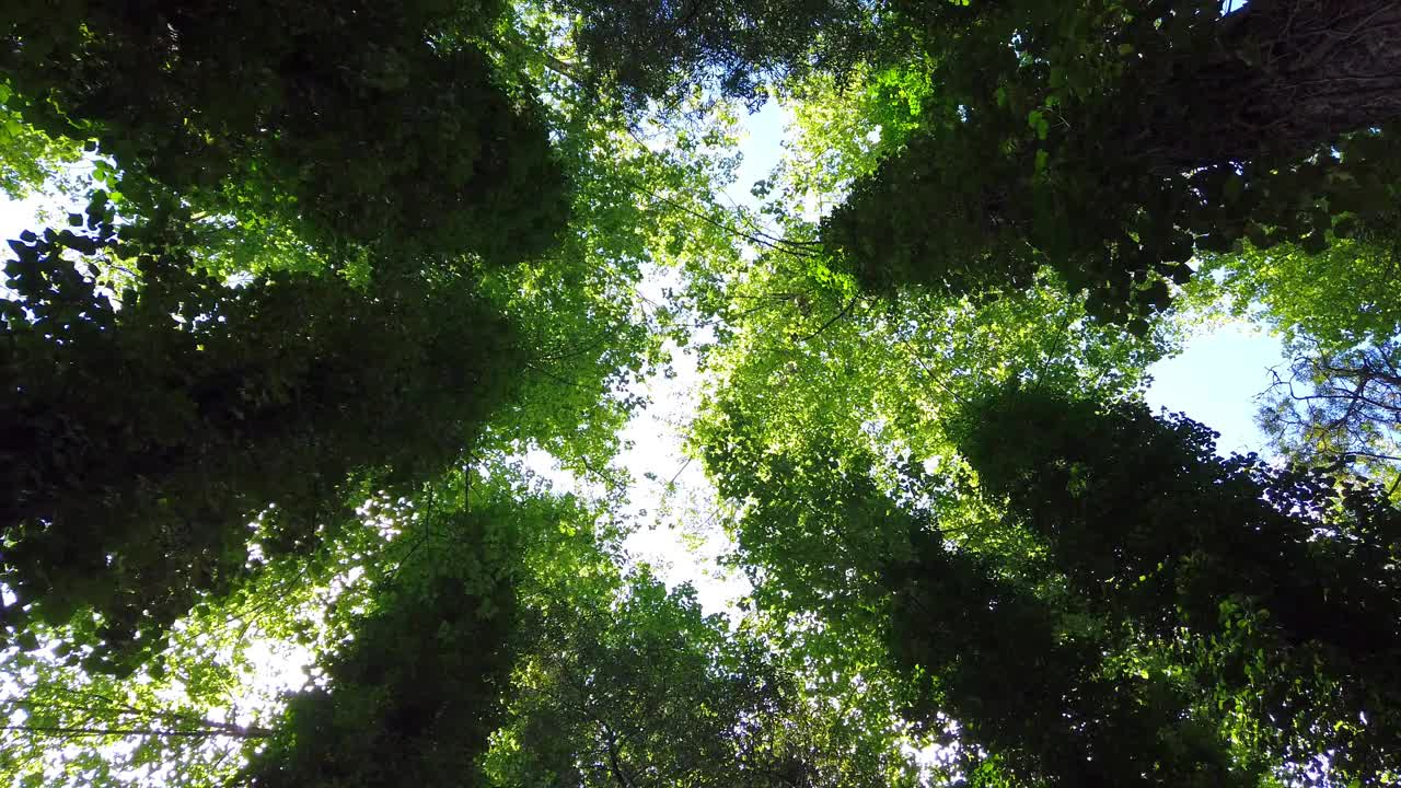 森林里神奇的树木。从树的低角度观看。树旋转视频素材