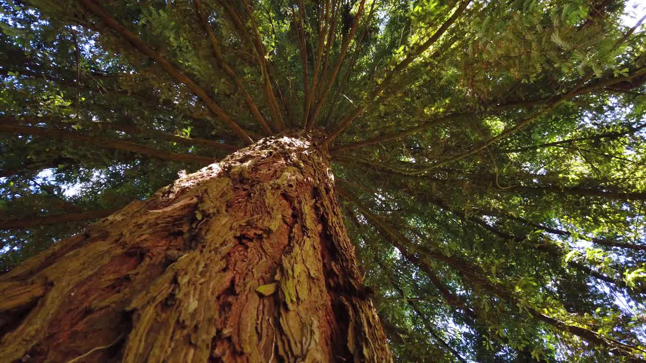 巨大的红杉树。从红杉上看地面。树旋转。视频素材
