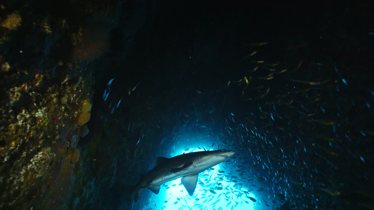澳大利亚新南威尔士州西南岩的鱼岩洞穴里，一大群鱼和几只灰护士鲨。视频素材