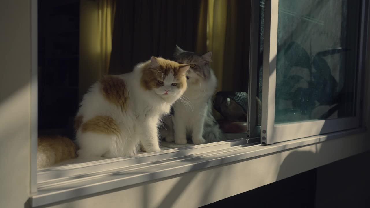 两只猫在窗边休息视频下载