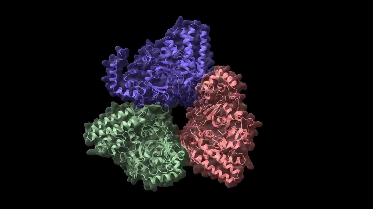 人博莱霉素水解酶的结构视频下载