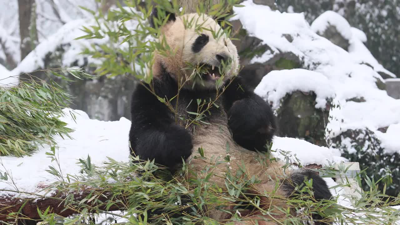 一只大熊猫在冬天吃竹子周围下雪。视频素材
