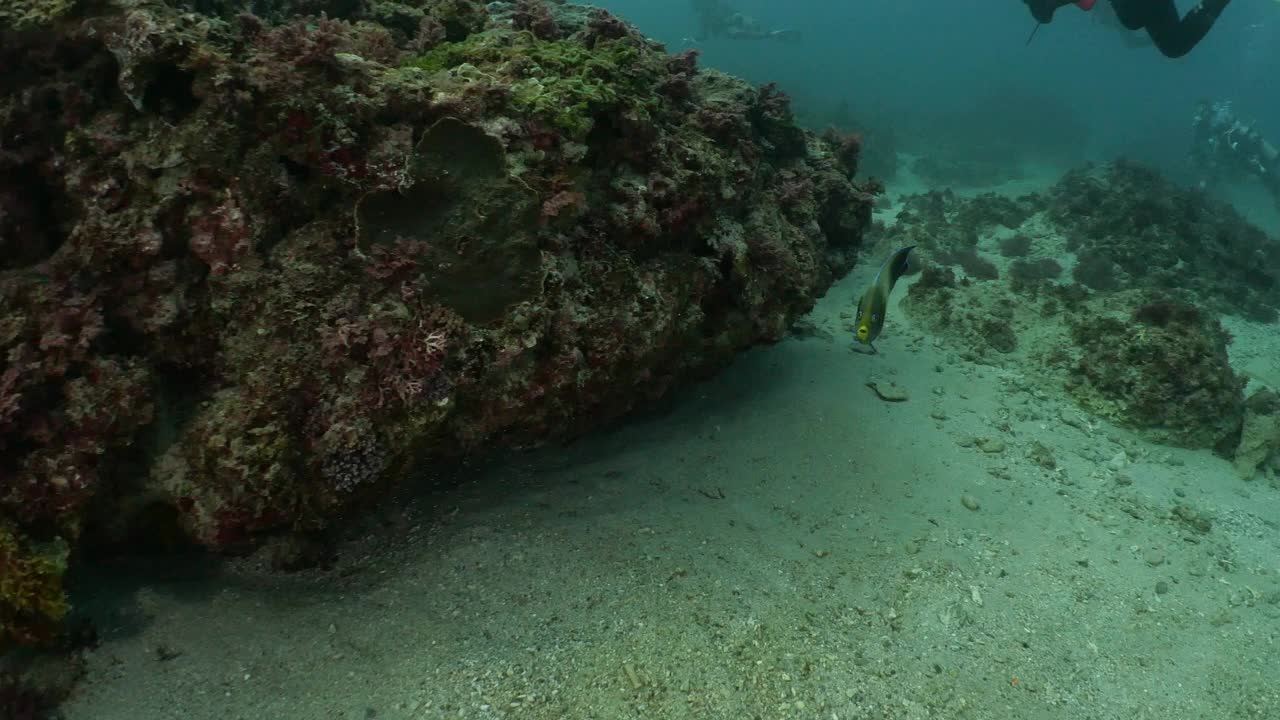 半圆神仙鱼(半圆神仙鱼)在台湾的暗礁下游动视频下载