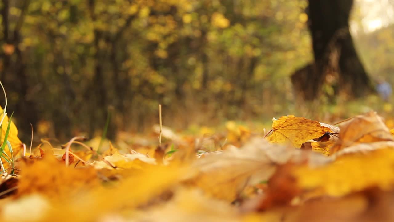 秋天的落叶在公园里。视频下载
