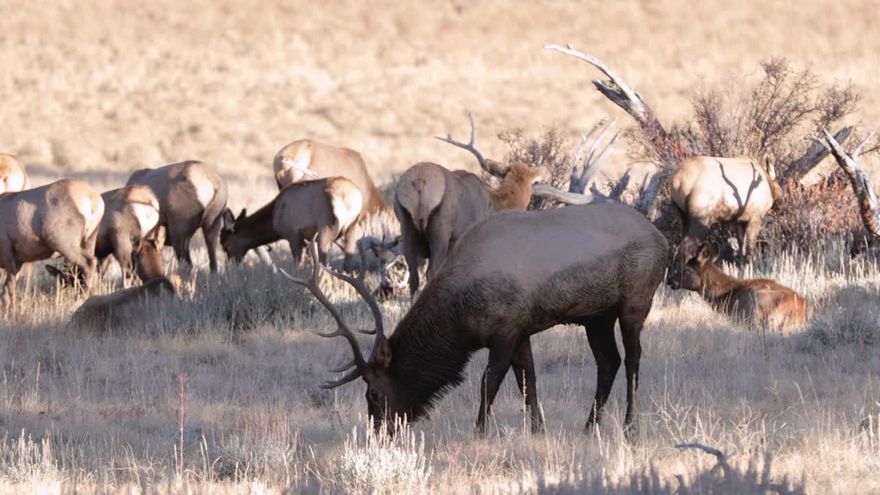 镜头-麋鹿群在科罗拉多州的落基山国家公园漫步视频下载