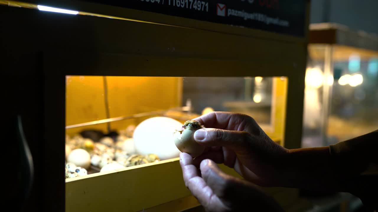 孵出的小鸡被放在保温箱里视频素材