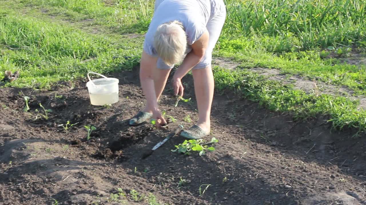 一位上了年纪的白人妇女穿着夏装在菜园里种着新鲜多汁的卷心菜幼苗。一个阳光明媚的日子的特写。有机食品的概念视频素材